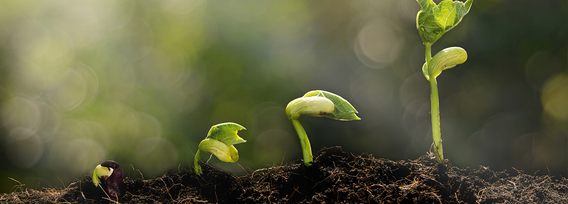 certificare-ecologica-seminar-gratuit-online